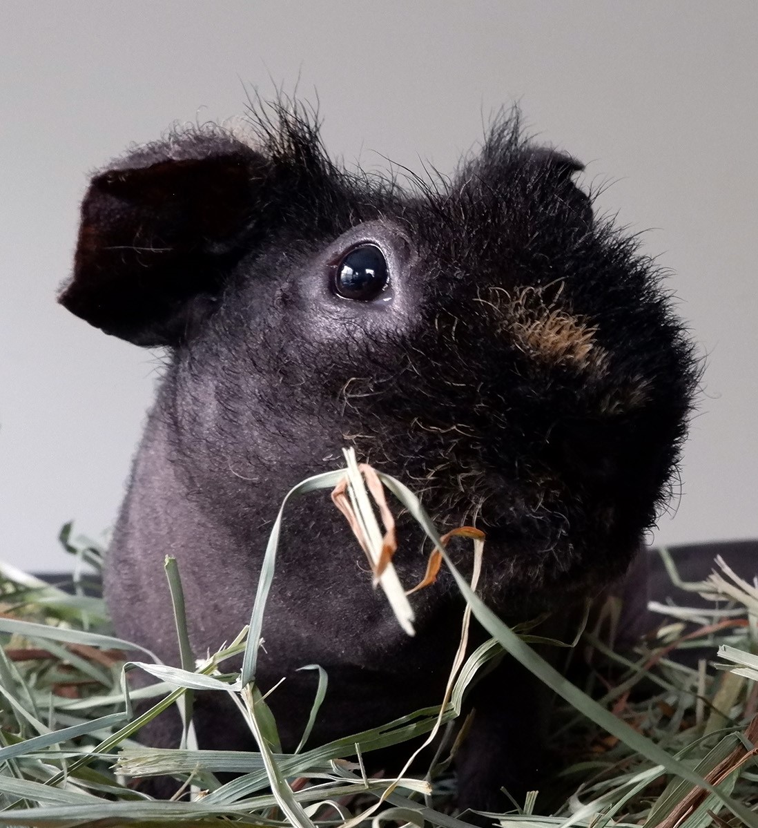 photo of Roseville the Skinny Pig